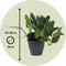 Plant in a Box - Groene kamerplant - Philodendron Cobra - Hoogte 55-65cm - Pot 19cm - Hangplant - Groen