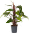 Plant in a Box - Groene Kamerplant - Philodendron Red Emerald - Hoogte 70-80cm - Pot 19cm - Luchtzuiverend