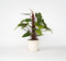 Plant in a Box - Groene Kamerplant - Philodendron Red Emerald - Hoogte 70-80cm - Pot 19cm - Luchtzuiverend