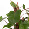 Plant in a Box - Groene Kamerplant - Philodendron Red Emerald - Hoogte 70-80cm - Pot 19cm - Luchtzuiverend