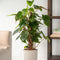 Plant in a Box - Groene Kamerplant - Philodendron Red Emerald - Hoogte 70-80cm - Pot 19cm - Luchtzuiverend