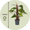 Plant in a Box - Groene Kamerplant - Philodendron Red Emerald - Hoogte 70-80cm - Pot 19cm - Luchtzuiverend