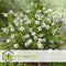 Plant in a Box - Hebe pinguifolia - Mix van 12 - Hebe struikveronica's - Pot 10,5cm - Hoogte 15-20cm