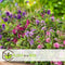 Plant in a Box - Hebe pinguifolia - Mix van 12 - Hebe struikveronica's - Pot 10,5cm - Hoogte 15-20cm