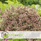 Plant in a Box - Hebe pinguifolia - Mix van 12 - Hebe struikveronica's - Pot 10,5cm - Hoogte 15-20cm