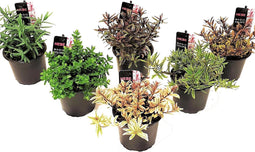 Plant in a Box - Hebe pinguifolia - Mix van 6 - Hebe struikveronica's - Pot 10,5cm - Hoogte 15-20cm