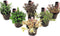 Plant in a Box - Hebe pinguifolia - Mix van 6 - Hebe struikveronica's - Pot 10,5cm - Hoogte 15-20cm