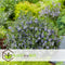 Plant in a Box - Hebe pinguifolia - Mix van 6 - Hebe struikveronica's - Pot 10,5cm - Hoogte 15-20cm