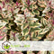 Plant in a Box - Hebe pinguifolia - Mix van 6 - Hebe struikveronica's - Pot 10,5cm - Hoogte 15-20cm