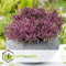 Plant in a Box - Hebe pinguifolia - Mix van 6 - Hebe struikveronica's - Pot 10,5cm - Hoogte 15-20cm