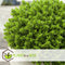 Plant in a Box - Hebe pinguifolia - Mix van 6 - Hebe struikveronica's - Pot 10,5cm - Hoogte 15-20cm