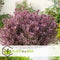 Plant in a Box - Hebe pinguifolia - Mix van 6 - Hebe struikveronica's - Pot 10,5cm - Hoogte 15-20cm