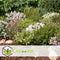 Plant in a Box - Hebe pinguifolia - Mix van 6 - Hebe struikveronica's - Pot 10,5cm - Hoogte 15-20cm