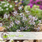 Plant in a Box - Hebe pinguifolia - Mix van 6 - Hebe struikveronica's - Pot 10,5cm - Hoogte 15-20cm