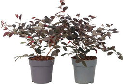 Plant in a Box - Heksenstruik - Set van 2 - Loropetalum Fire Dance - Hoogte 30-40cm - Pot 15cm - Sierheester - Rood