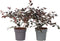Plant in a Box - Heksenstruik - Set van 2 - Loropetalum Fire Dance - Hoogte 30-40cm - Pot 15cm - Sierheester - Rood