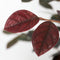 Plant in a Box - Heksenstruik - Set van 2 - Loropetalum Fire Dance - Hoogte 30-40cm - Pot 15cm - Sierheester - Rood