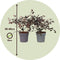 Plant in a Box - Heksenstruik - Set van 2 - Loropetalum Fire Dance - Hoogte 30-40cm - Pot 15cm - Sierheester - Rood