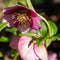 Plant in a Box - Helleborus Orientalis - Mix van 6 - Kerstrozen winterhard - Kleurrijke bloemen - Tuinplanten - Pot 12cm - Hoogte 20-30cm