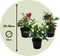 Plant in a Box - Helleborus Orientalis - Mix van 6 - Kerstrozen winterhard - Kleurrijke bloemen - Tuinplanten - Pot 12cm - Hoogte 20-30cm