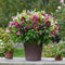 Plant in a Box - Helleborus Orientalis - Mix van 6 - Kerstrozen winterhard - Kleurrijke bloemen - Tuinplanten - Pot 12cm - Hoogte 20-30cm