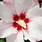 Plant in a Box - Hibiscus Syriacus 'Hamabo' - Set van 2 - pot 17cm - hoogte 25-40cm - robuuste hibiscus - tuinplanten