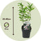 Plant in a Box - Hibiscus Syriacus 'Hamabo' - Set van 2 - pot 17cm - hoogte 25-40cm - robuuste hibiscus - tuinplanten