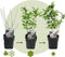 Plant in a Box - Hibiscus Syriacus 'Hamabo' - Set van 2 - pot 17cm - hoogte 25-40cm - robuuste hibiscus - tuinplanten