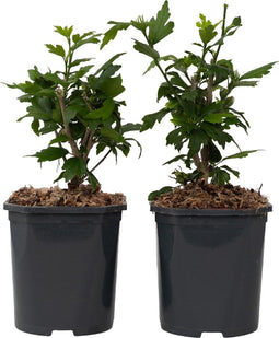 Plant in a Box - Hibiscus Syriacus 'Oiseau Blue' - Set van 2 - pot 17cm - hoogte 25-40cm - robuuste hibiscus - tuinplanten