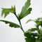 Plant in a Box - Hibiscus Syriacus 'Oiseau Blue' - Set van 2 - pot 17cm - hoogte 25-40cm - robuuste hibiscus - tuinplanten