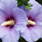 Plant in a Box - Hibiscus Syriacus 'Oiseau Blue' - Set van 2 - pot 17cm - hoogte 25-40cm - robuuste hibiscus - tuinplanten
