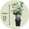 Plant in a Box - Hibiscus Syriacus 'Oiseau Blue' - Set van 2 - pot 17cm - hoogte 25-40cm - robuuste hibiscus - tuinplanten