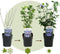 Plant in a Box - Hibiscus Syriacus 'Oiseau Blue' - Set van 2 - pot 17cm - hoogte 25-40cm - robuuste hibiscus - tuinplanten