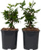 Plant in a Box - Hibiscus Syriacus 'Woodbridge' - Set van 2 - pot 17cm - hoogte 25-40cm - robuuste hibiscus - tuinplanten