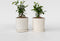 Plant in a Box - Hibiscus Syriacus 'Woodbridge' - Set van 2 - pot 17cm - hoogte 25-40cm - robuuste hibiscus - tuinplanten
