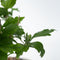 Plant in a Box - Hibiscus Syriacus 'Woodbridge' - Set van 2 - pot 17cm - hoogte 25-40cm - robuuste hibiscus - tuinplanten