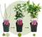 Plant in a Box - Hibiscus Syriacus 'Woodbridge' - Set van 2 - pot 17cm - hoogte 25-40cm - robuuste hibiscus - tuinplanten