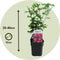 Plant in a Box - Hibiscus Syriacus 'Woodbridge' - Set van 2 - pot 17cm - hoogte 25-40cm - robuuste hibiscus - tuinplanten