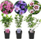 Plant in a Box - Hibiscus Syriacus 'Woodbridge', 'Hamabo', 'Oiseau Blue' - mix van 3 - pot 17cm - Hoogte 25-40cm - robuuste hibiscus - tuinplanten