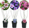 Plant in a Box - Hibiscus Syriacus 'Woodbridge', 'Hamabo', 'Oiseau Blue' - mix van 3 - pot 17cm - Hoogte 25-40cm - robuuste hibiscus - tuinplanten