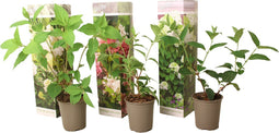 Plant in a Box - Hortensia Paniculata Mix x3 - Hortensia Paniculata 'Pink Lady', 'Phantom', 'Silver Dollar' - Perfect voor in de tuin! - Pot 9cm - Hoogte 25-35cm