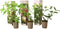 Plant in a Box - Hortensia Paniculata Mix x3 - Hortensia Paniculata 'Pink Lady', 'Phantom', 'Silver Dollar' - Perfect voor in de tuin! - Pot 9cm - Hoogte 25-35cm