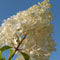 Plant in a Box - Hortensia Paniculata Mix x3 - Hortensia Paniculata 'Pink Lady', 'Phantom', 'Silver Dollar' - Perfect voor in de tuin! - Pot 9cm - Hoogte 25-35cm