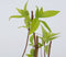 Plant in a Box - Hortensia Paniculata Mix x3 - Hortensia Paniculata 'Pink Lady', 'Phantom', 'Silver Dollar' - Perfect voor in de tuin! - Pot 9cm - Hoogte 25-35cm