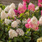 Plant in a Box - Hortensia Paniculata Mix x3 - Hortensia Paniculata 'Pink Lady', 'Phantom', 'Silver Dollar' - Perfect voor in de tuin! - Pot 9cm - Hoogte 25-35cm
