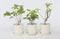 Plant in a Box - Hortensia Paniculata Mix x3 - Hortensia Paniculata 'Pink Lady', 'Phantom', 'Silver Dollar' - Perfect voor in de tuin! - Pot 9cm - Hoogte 25-35cm