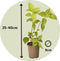 Plant in a Box - Hortensia Paniculata Mix x3 - Hortensia Paniculata 'Pink Lady', 'Phantom', 'Silver Dollar' - Perfect voor in de tuin! - Pot 9cm - Hoogte 25-35cm