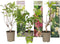 Plant in a Box - Hortensia Paniculata Mix x3 - Hortensia Paniculata 'Pink Lady', 'Phantom', 'Silver Dollar' - Perfect voor in de tuin! - Pot 9cm - Hoogte 25-35cm