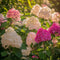 Plant in a Box - Hortensia Paniculata Mix x3 - Hortensia Paniculata 'Pink Lady', 'Phantom', 'Silver Dollar' - Perfect voor in de tuin! - Pot 9cm - Hoogte 25-35cm