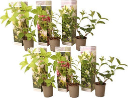 Plant in a Box - Hortensia Paniculata Mix x6 - Hortensia Paniculata 'Pink Lady', 'Phantom', 'Silver Dollar' - Perfect voor in de tuin! - Pot 9cm - Hoogte 25-35cm